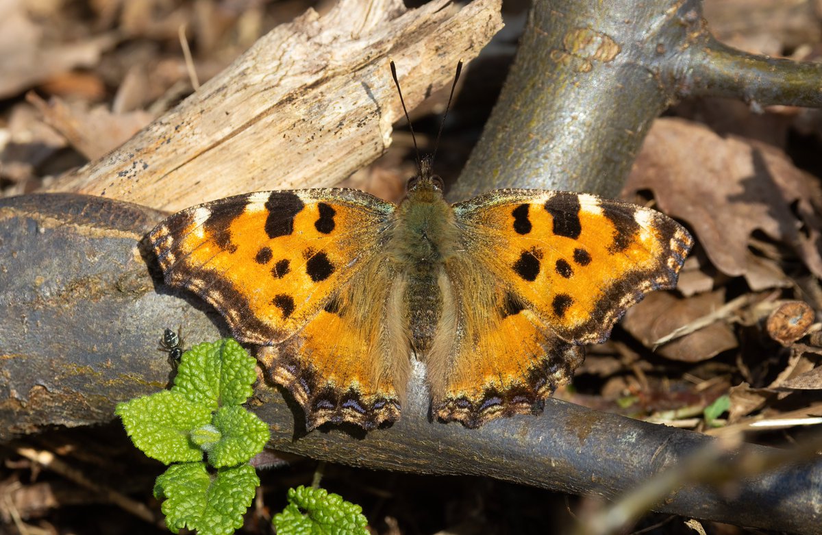 Ashley Howe tweet media