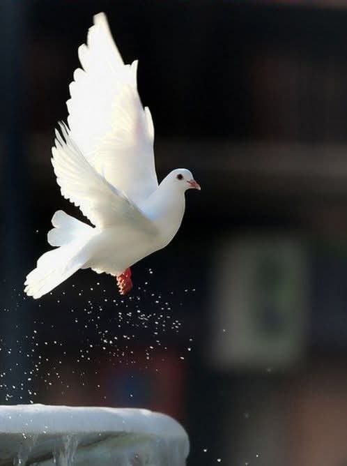 Dualarımızın ortak, gönüllerimizin bir olduğu bu mübarek günde; İslam âlemine adalet, merhamet ve barış hâkim olsun.
#Hayırlı_Cumalar