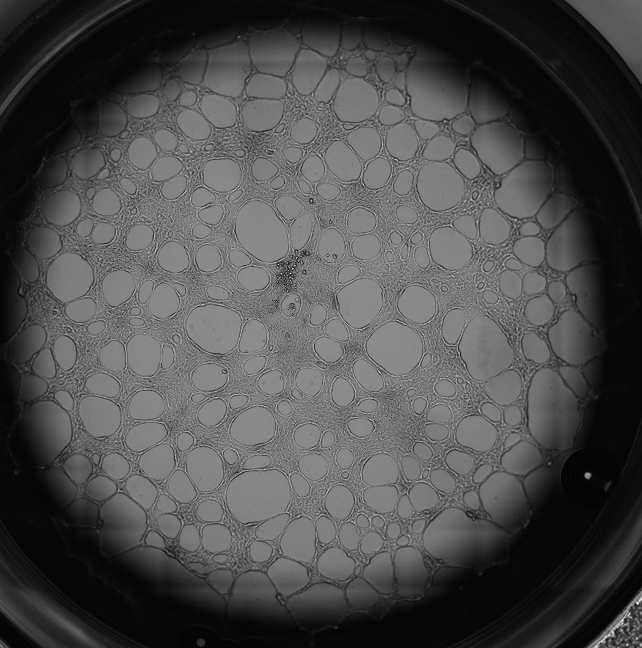 Gargotaire tweet media