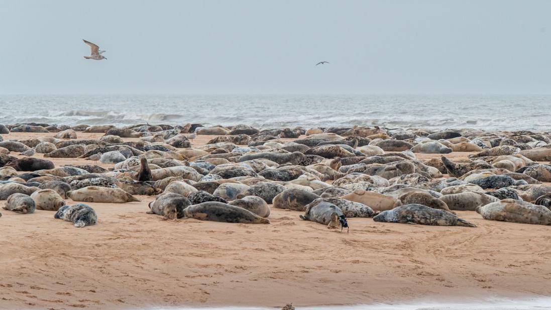 BBC Scotland News tweet media