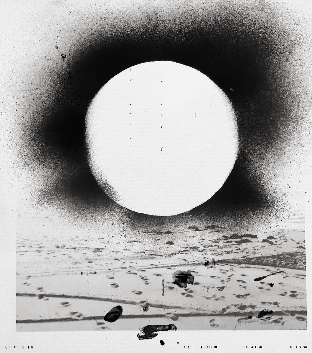 crowned dogs tweet media