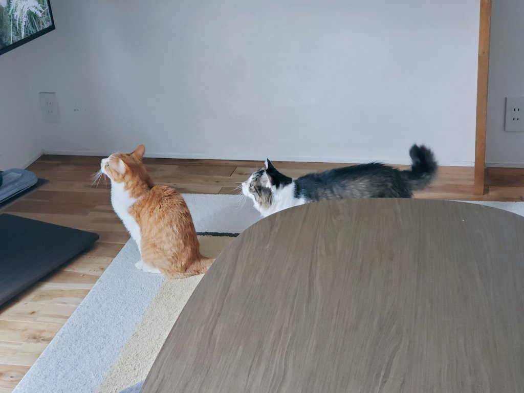 もふはYouTubeの「猫が見るテレビ」にはまりました。すごく楽しそう