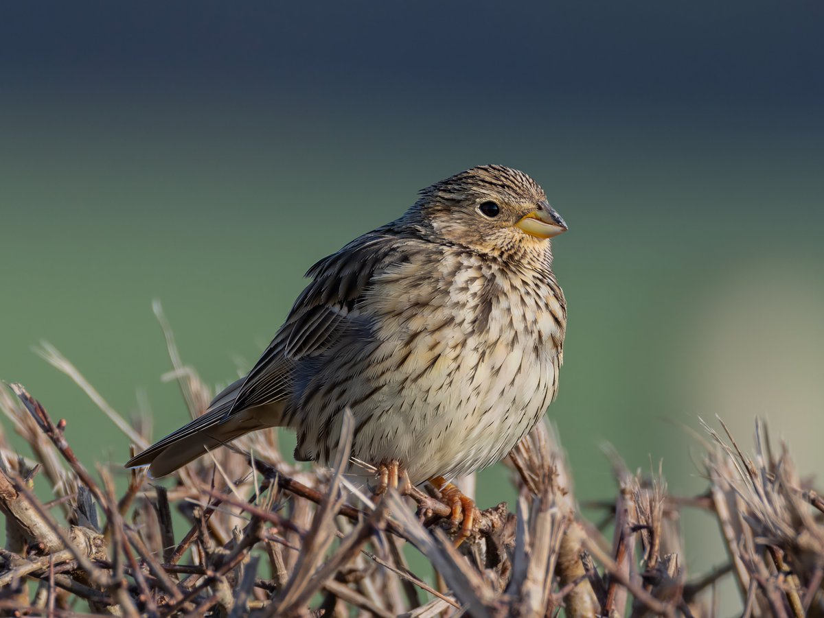 david butcher tweet media