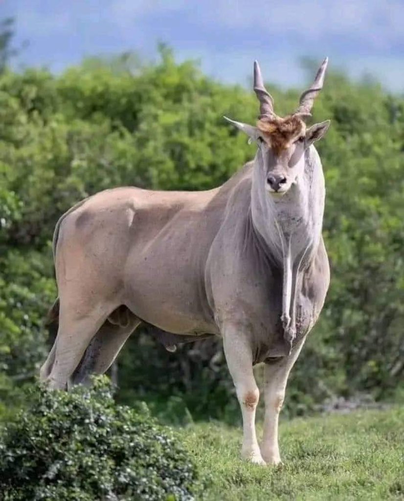 Retired Elder Rex M.E Midzi tweet media