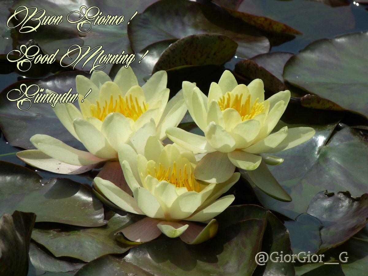 GiorGior__G's tweet photo. Felice Venerdì carissimi Twitterini !
Happy Friday dear X-friends
Sevgili dostlar !
Kαλημέρα φίλοι μου !
#zelena #GrokAI #Yulioli #BuongiornoATutti #follo4folloback #GoodMorningEveryone #fridaymood #weekendeve https://t.co/Uo4NckLtPm