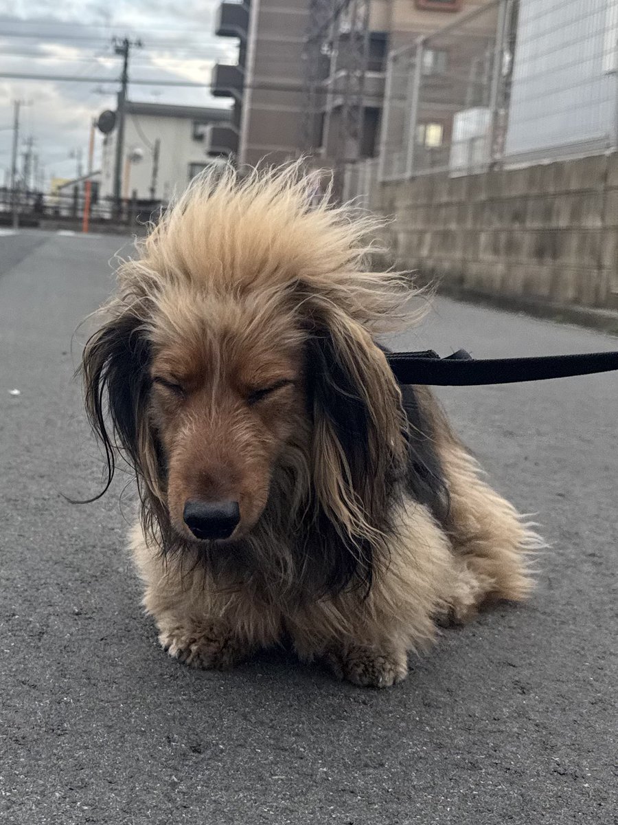 おこげ(大爆発) tweet media