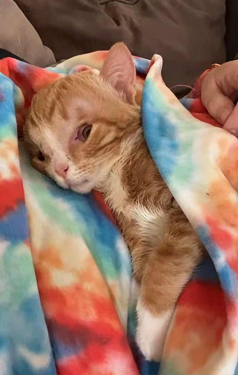 Nooor_Khan021's tweet photo. I know some will scroll past Penny because is battling hydrocephalus but every share and donation can help towards his daily treatment and therapy needed. https://t.co/KIiPTctZk1