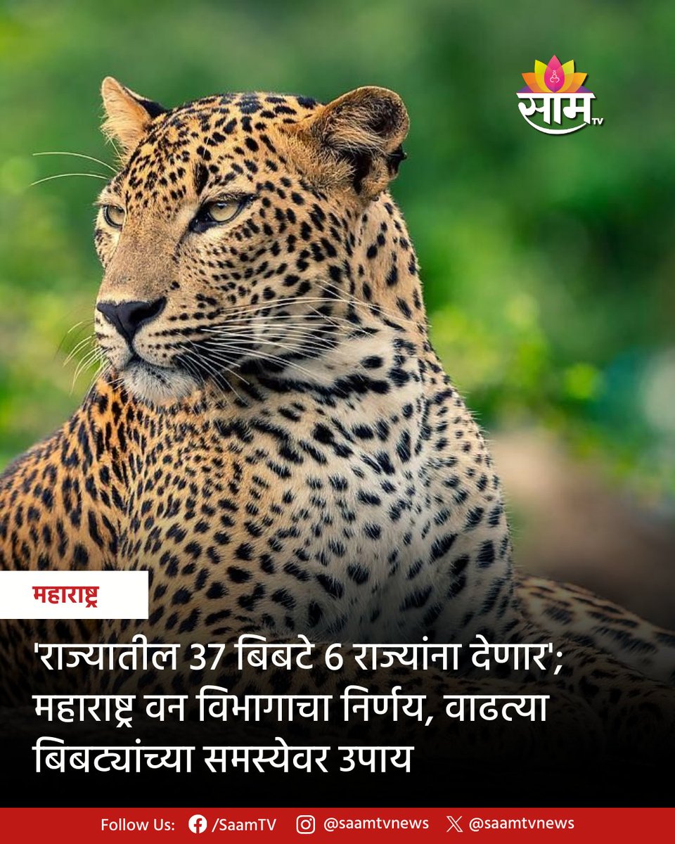 saamTVnews's tweet image. महाराष्ट्र वन विभागाने राज्यातील वाढत्या बिबट्यांच्या समस्येवर उपाय म्हणून 6 राज्यांना एकूण 67 बिबटे देण्याचा निर्णय घेतला आहे. यामध्ये गुजरातमधील वनतारा येथे सर्वाधिक 50 बिबटे पाठवले जाणार आहेत. 

#Vantara #AnantAmbani #WildlifeConservation #LeopardTransfer