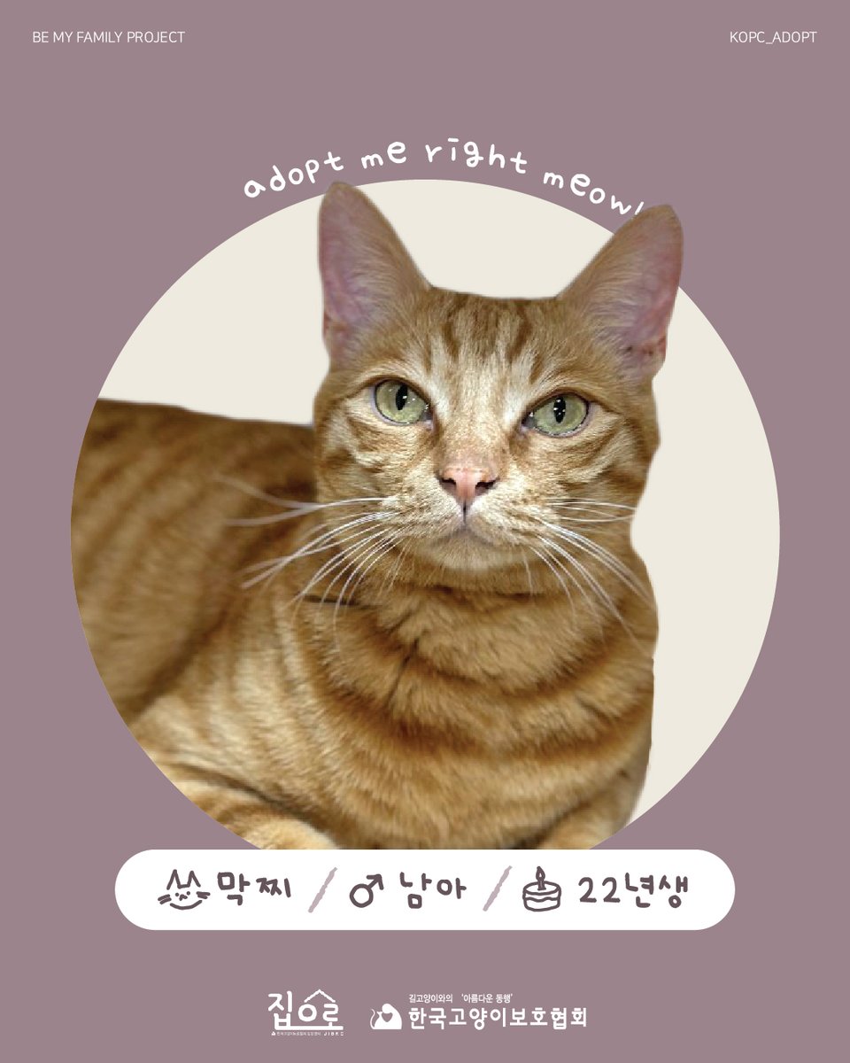 한국고양이보호협회 tweet media