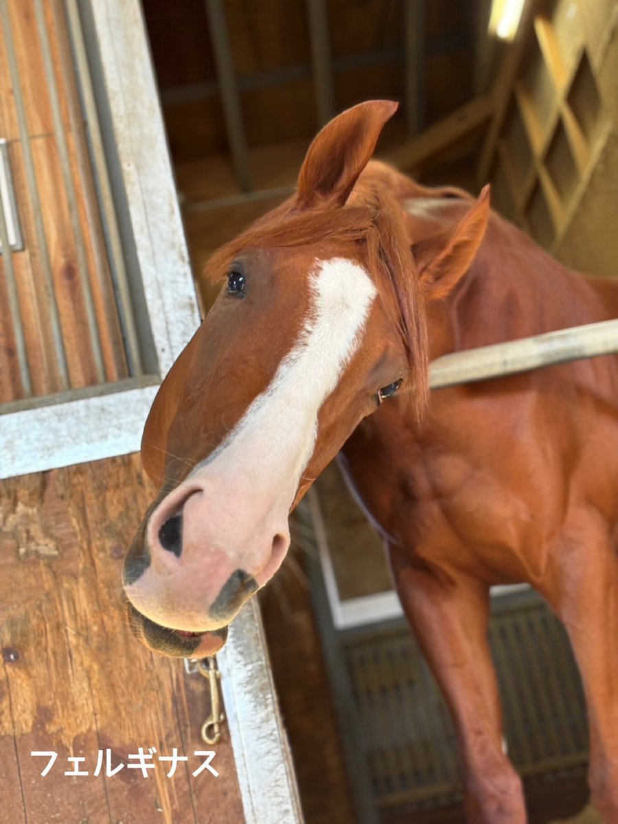 矢作芳人厩舎【公式】 tweet media