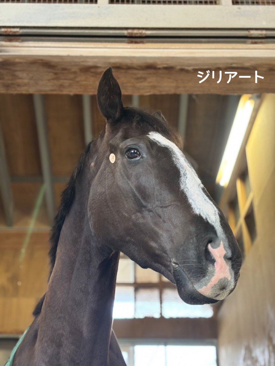 矢作芳人厩舎【公式】 tweet media