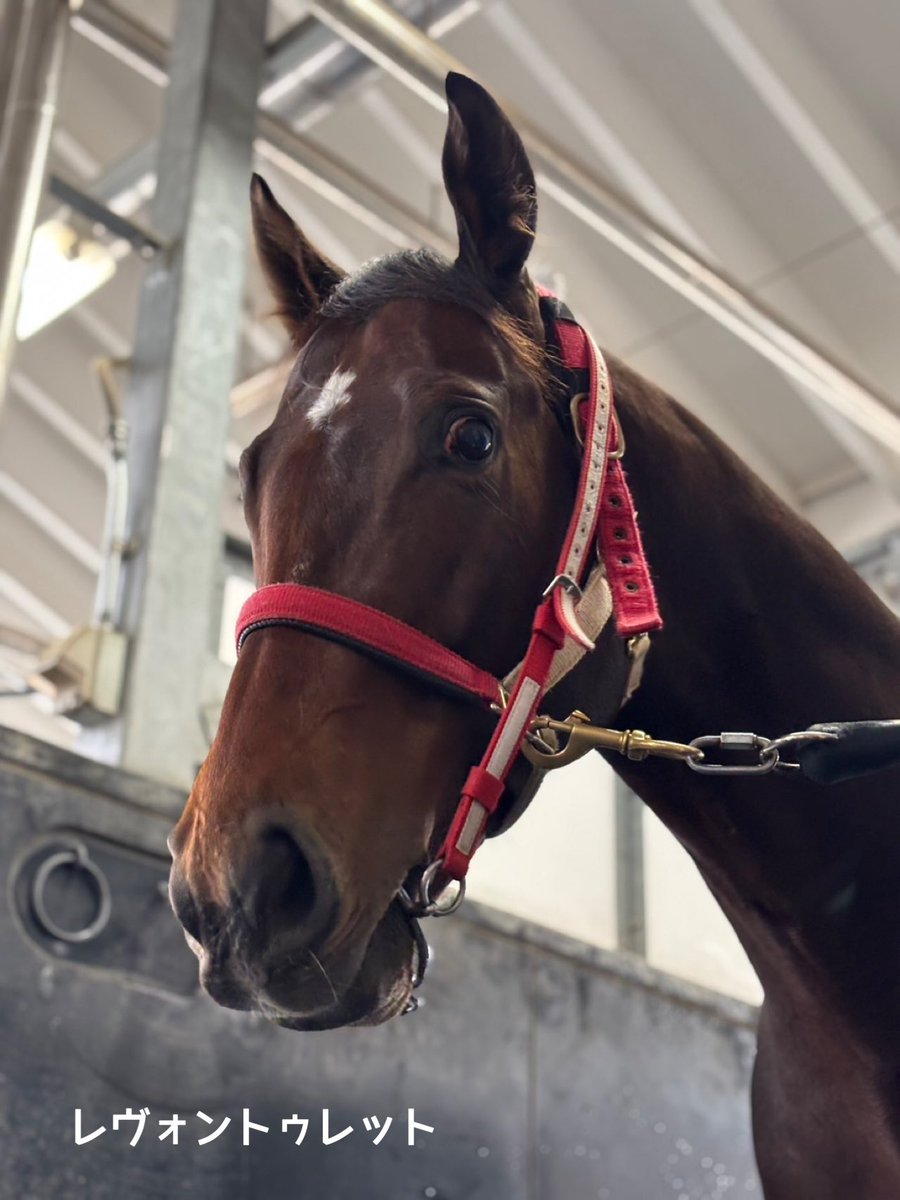 矢作芳人厩舎【公式】 tweet media