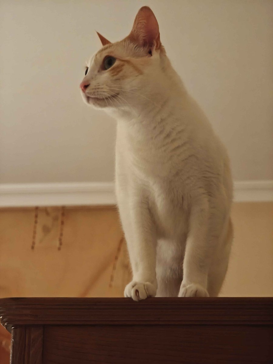 Sataay 🍋 tweet media