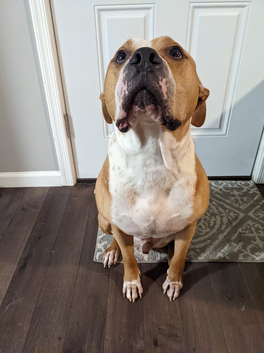 BeingPatDoyle's tweet photo. Jack, Jackie, Jackie Boy, Action Jackson, Old Boy Jack, Jackie Big Farts, Handsome Jack, Jealous Jack (after we rescued the cat), and Big Head Boi https://t.co/qjW1IPRsd5