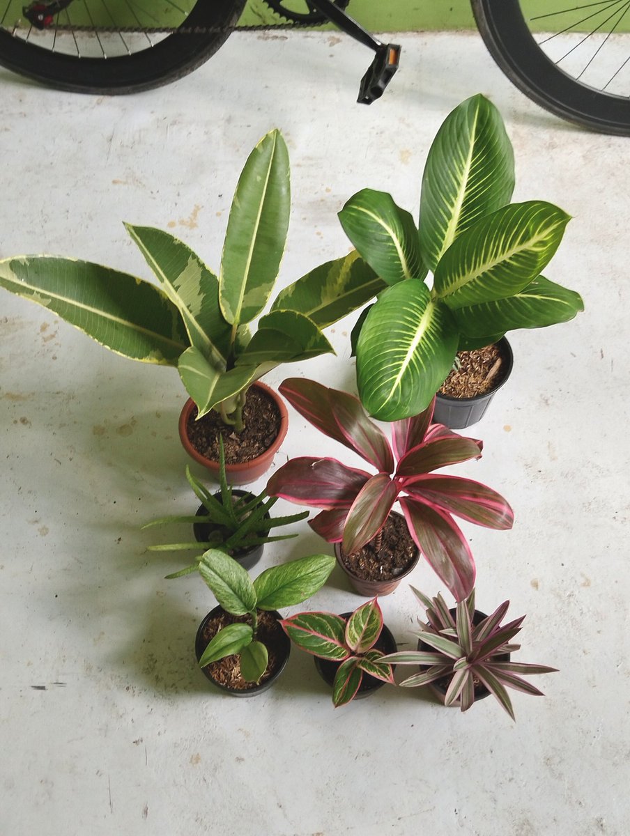 joshcalebgarden's tweet photo. To Kauswagan CDO City, thank you. 🙂
#plantssold #dieffenbachia #tiplant #rubberplant #scindapsus #aglaonema #tradescantia #plantslover https://t.co/BoOauIw5av