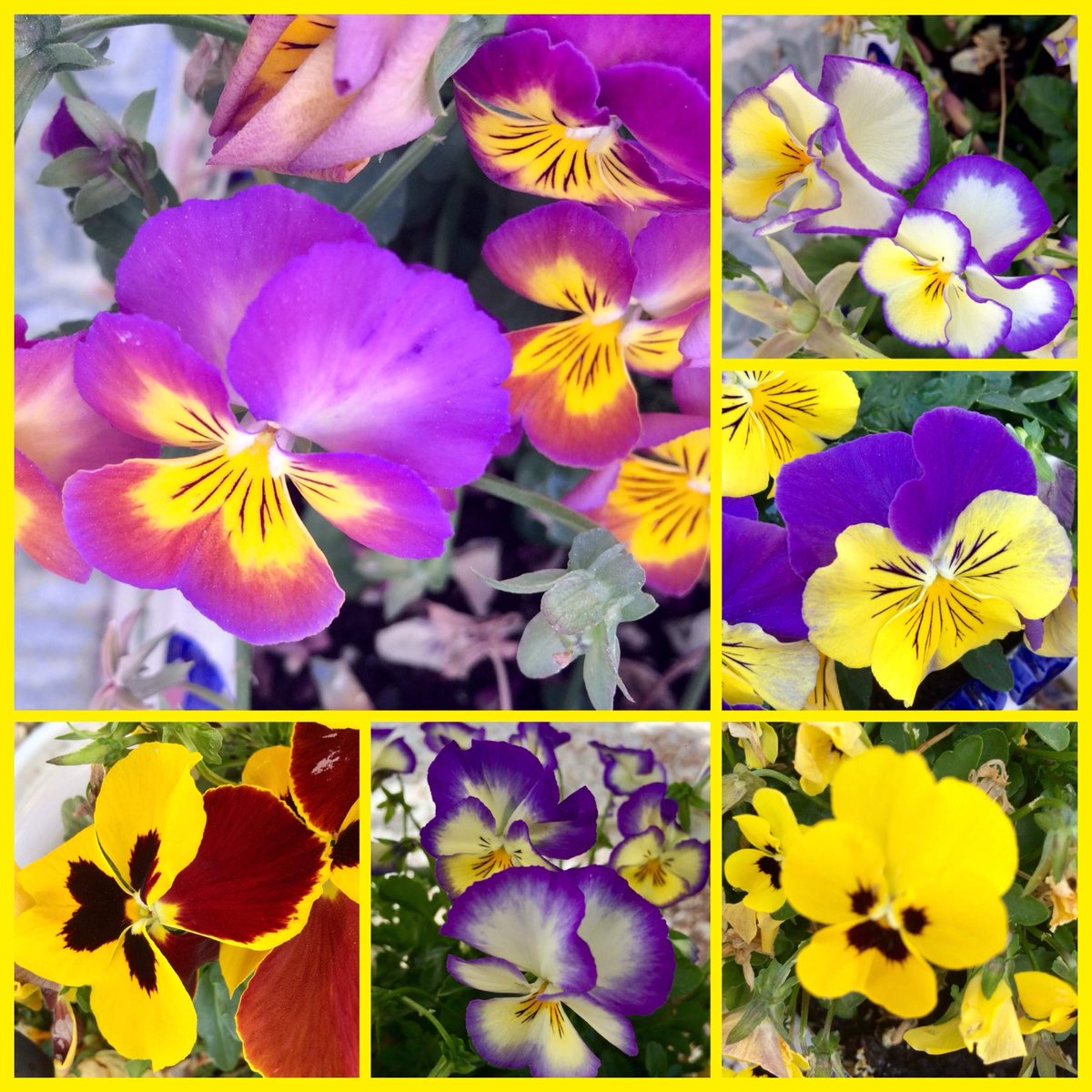 adriana57's tweet image. Goedemorgen vandaag zijn de #viooltjes aan de beurt bij #kleurindenatuur van ⁦@wbos54.              Fijne vrijdag👋