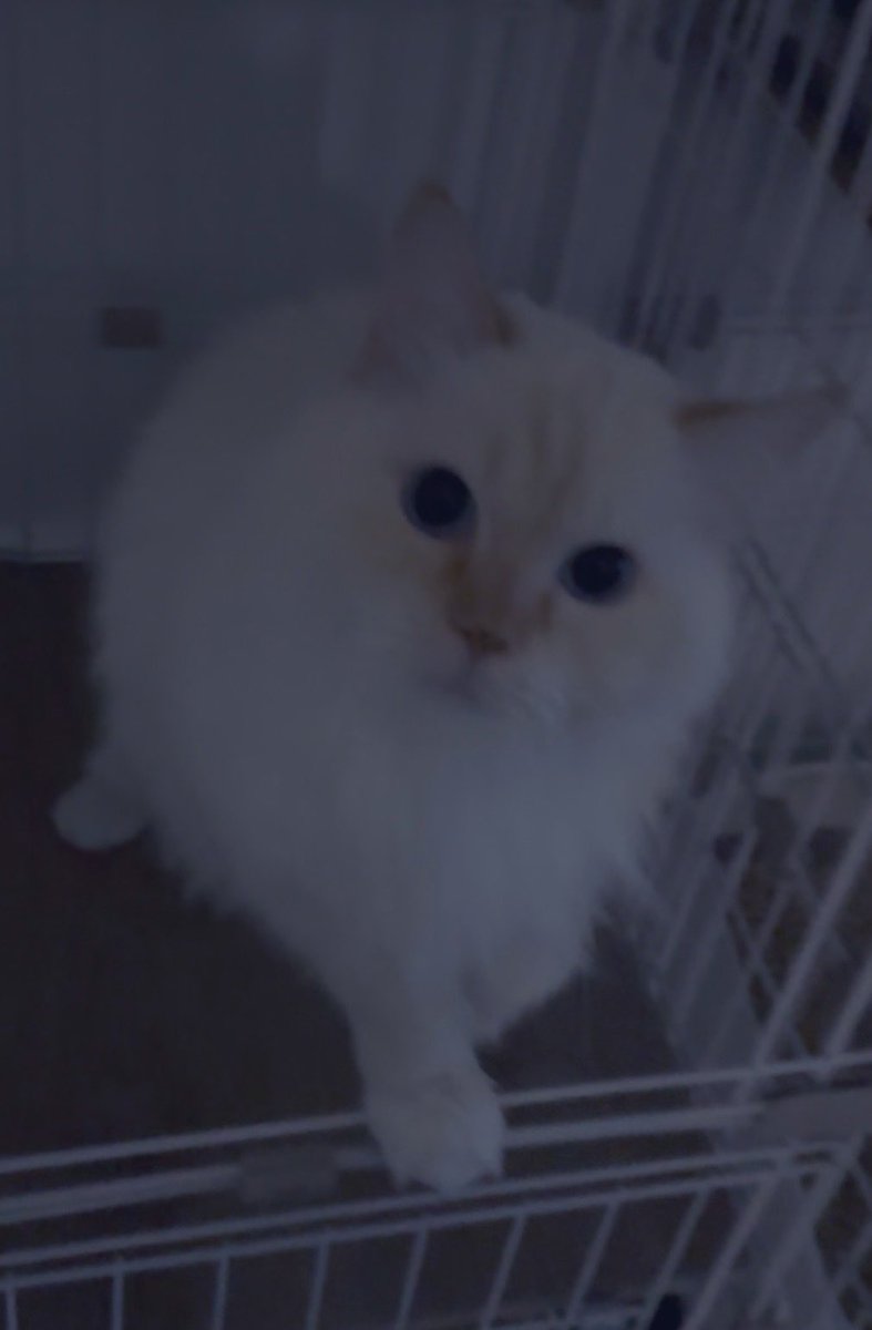 のきちゃん🍰 tweet media