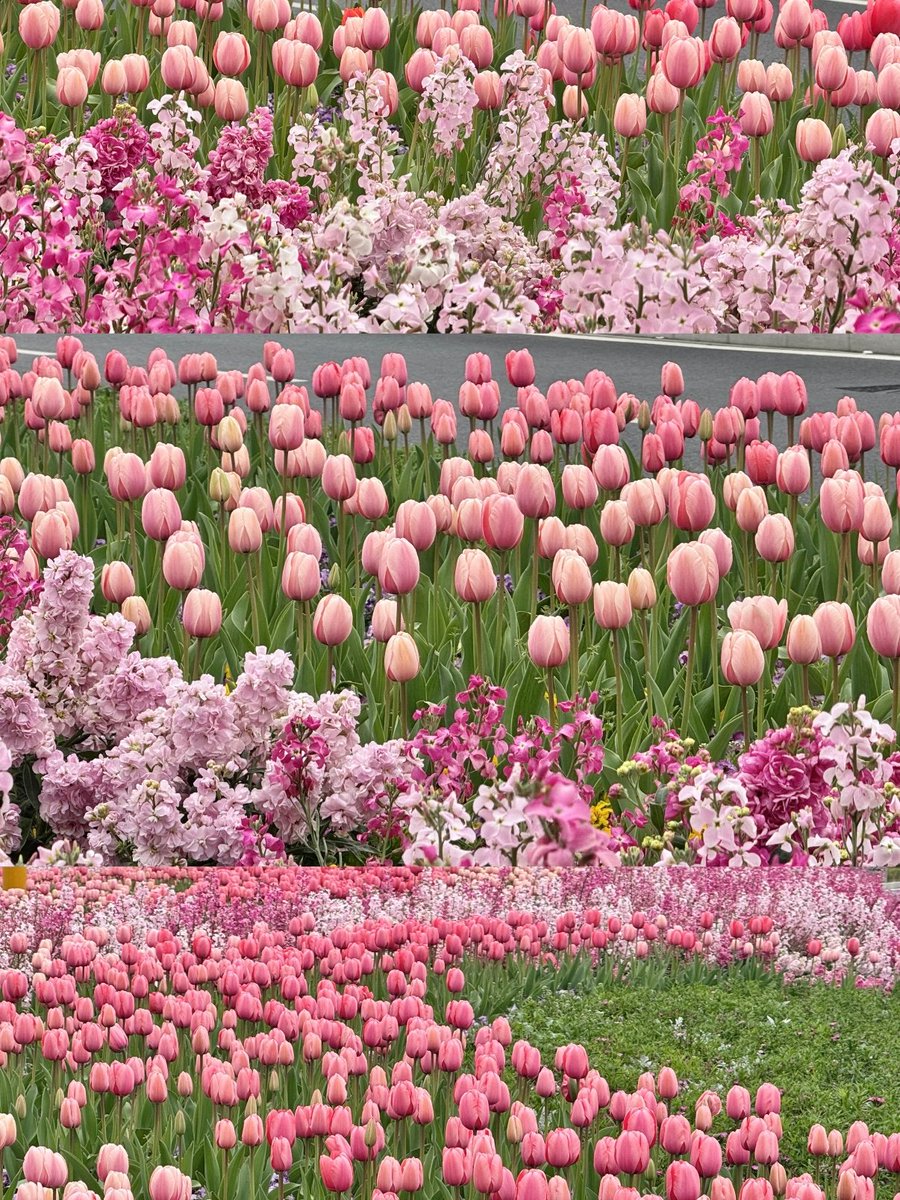 Harper Zhou（互fo互赞） tweet media