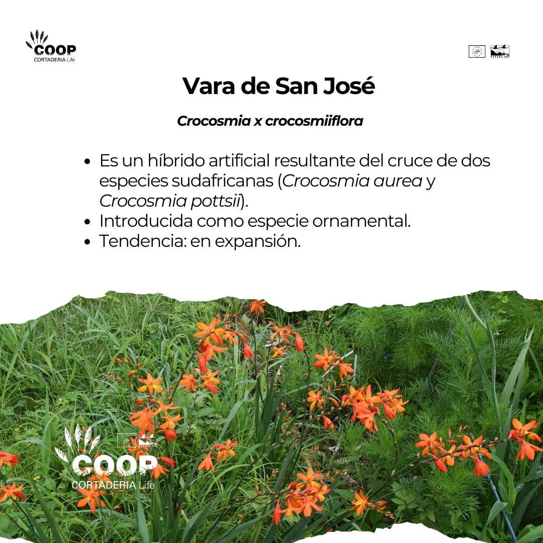 stopcortaderia's tweet photo. Seguro que conocéis a nuestro Bonus Track 1️⃣1️⃣, una hermosa #invasora con flores naranjas, híbrido artificial del cruce de dos especies sudafricanas.
👉 ¿Quieres saber más? No te pierdas la última entrada de nuestro blog:
🔗 https://t.co/GZdJNAvbTU
#LIFEprogramme #invasoras https://t.co/E88Hn91QQc