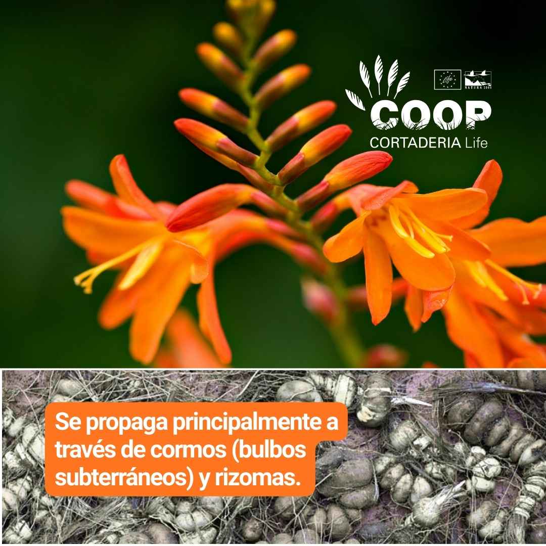 stopcortaderia's tweet photo. Seguro que conocéis a nuestro Bonus Track 1️⃣1️⃣, una hermosa #invasora con flores naranjas, híbrido artificial del cruce de dos especies sudafricanas.
👉 ¿Quieres saber más? No te pierdas la última entrada de nuestro blog:
🔗 https://t.co/GZdJNAvbTU
#LIFEprogramme #invasoras https://t.co/E88Hn91QQc