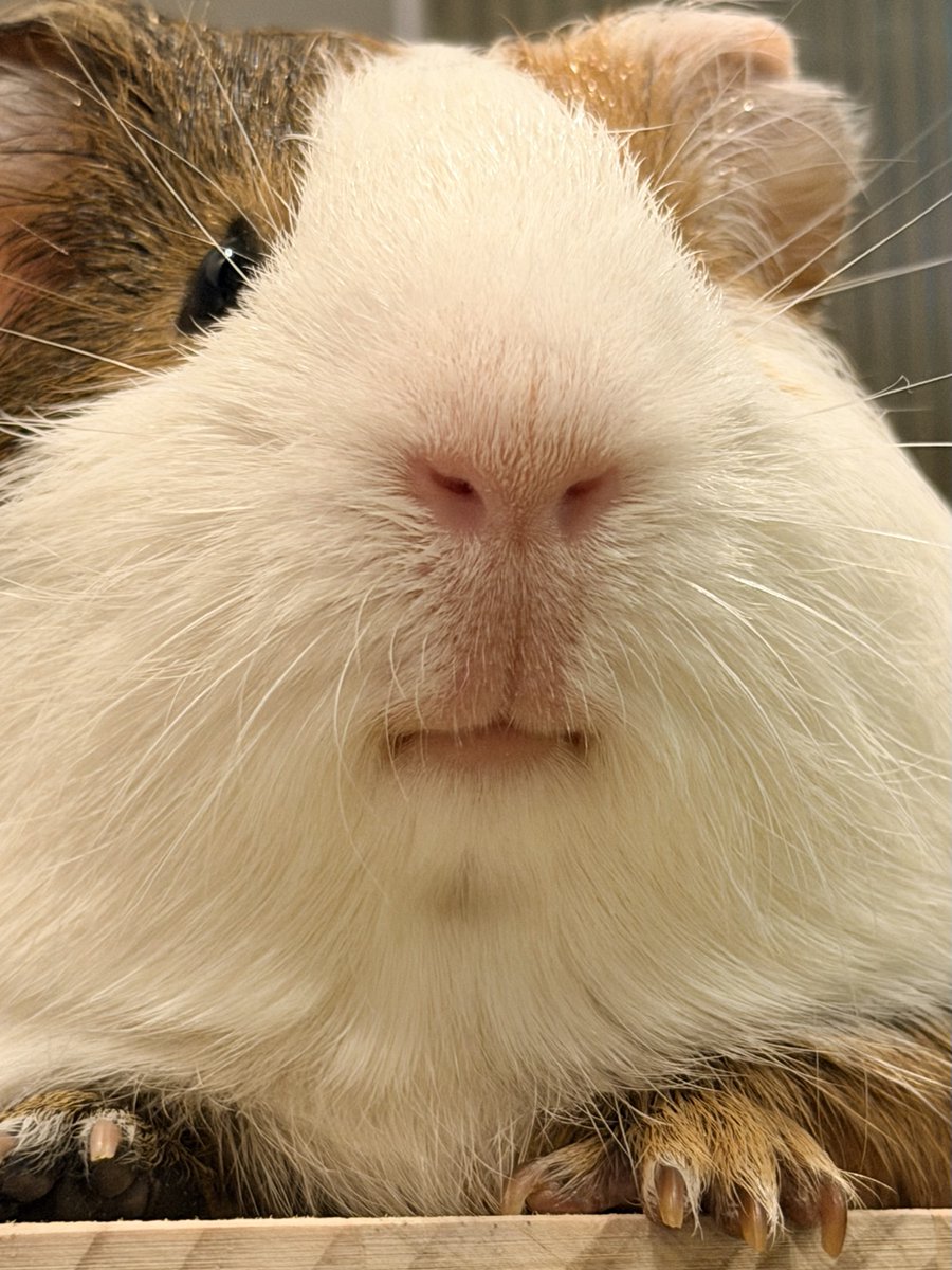 ちくわ tweet media