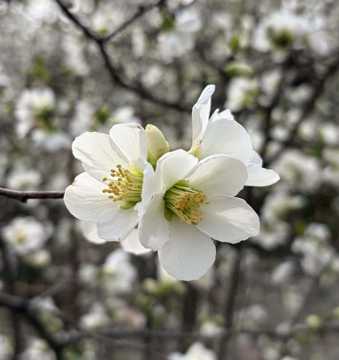 Aetheria Travels tweet media