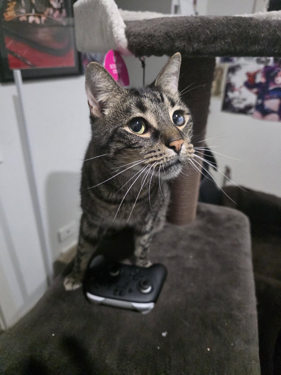 Jessditta tweet media