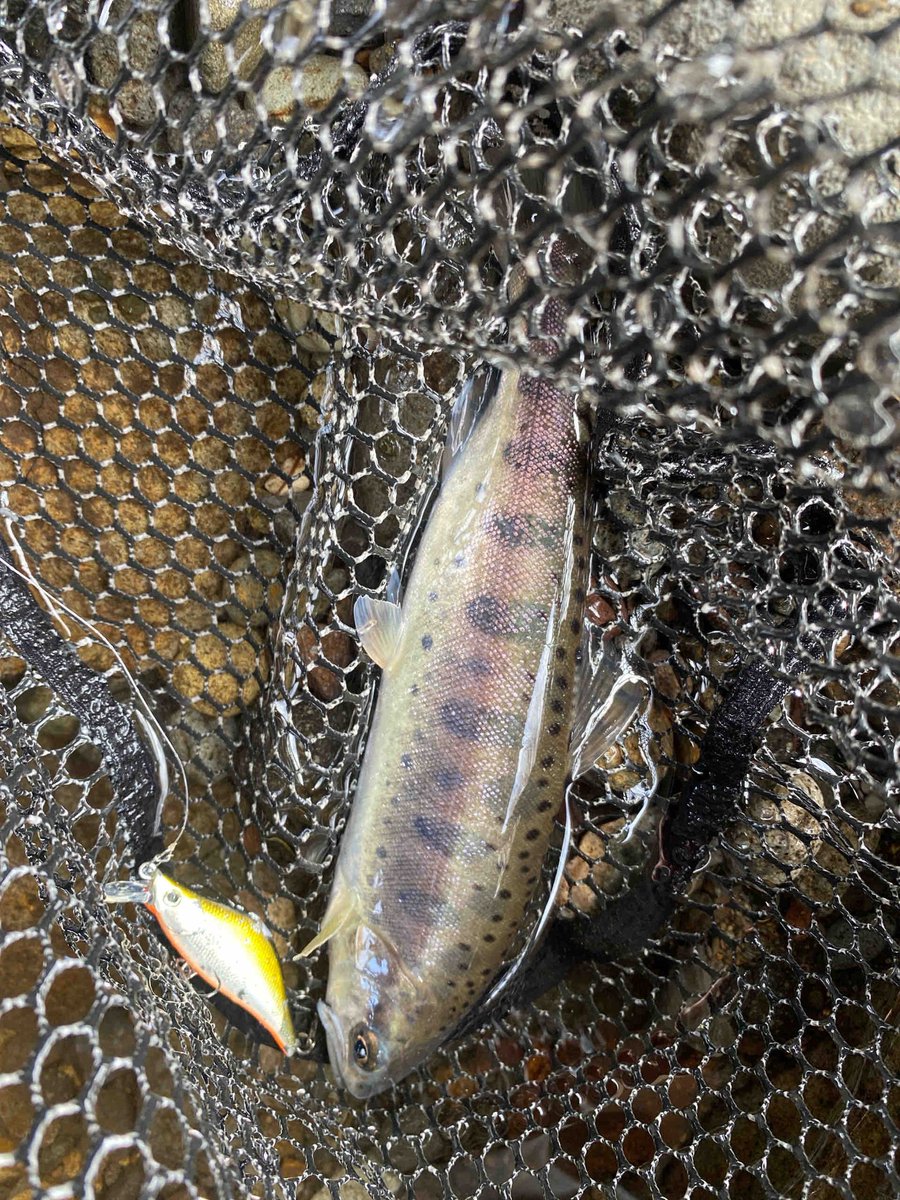 ティムコ トラウトフィッシング (@tiemco_trout) / Posts / X