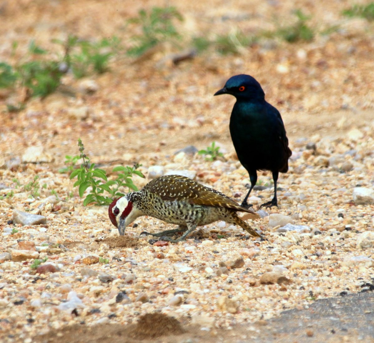 BirdmanKenyan's tweet photo. Woodpecker and Cape Glossy Sterling, Kruger National Park, SA #BirdsSeenIn2026 https://t.co/e1h1UwD7bE