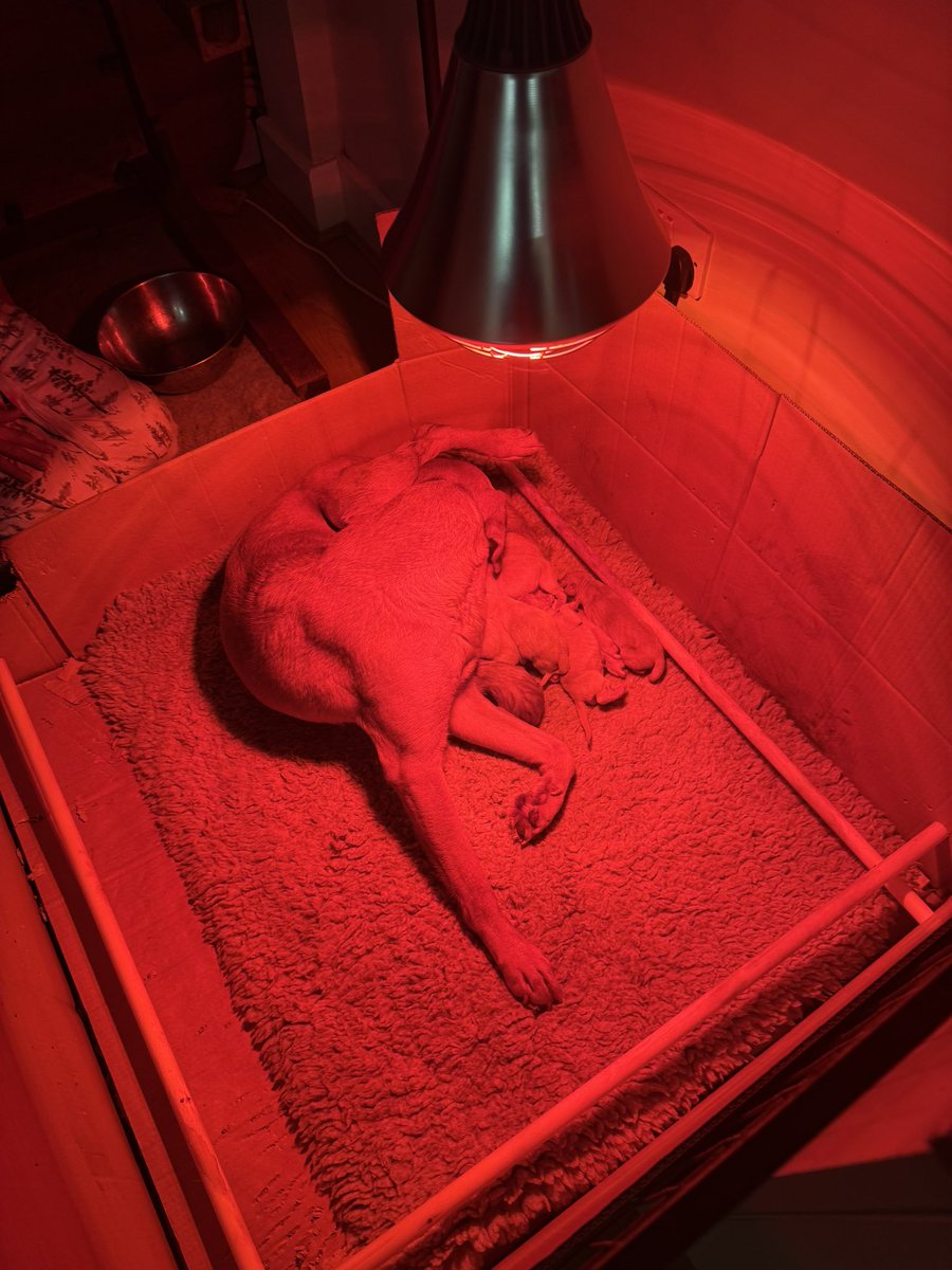 Jason Mayhew tweet media