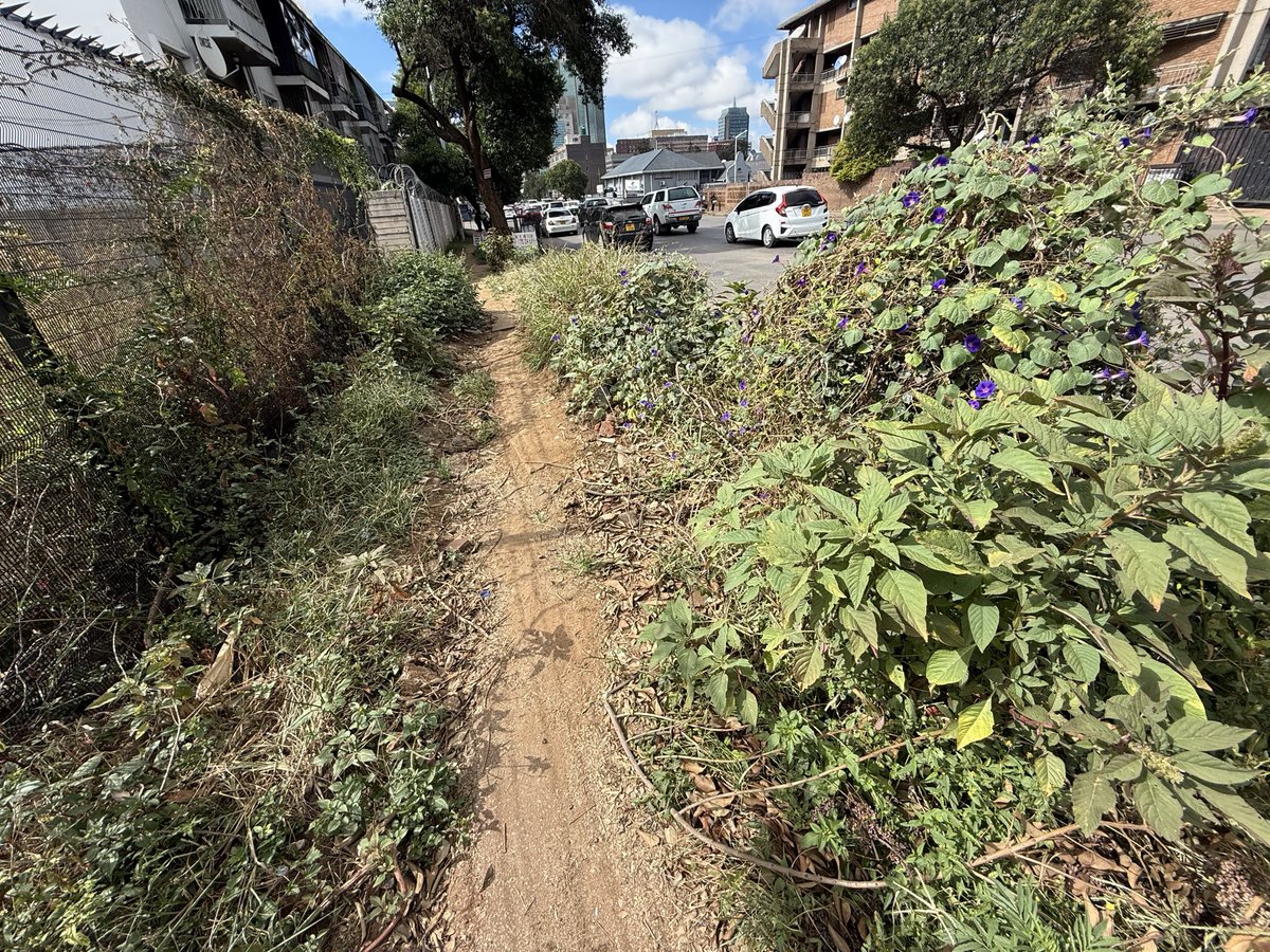 matigary's tweet photo. This jungle you see here is in the CBD of Harare along Sam Nujoma, a major street used by millions of people bound north. The road is also regularly used by all government VIPs. 

The pavement looks worse than that of a rural village footpath. 

You can literally hunt for impala in those overgrown weeds. 

This is how the city has deteriorated significantly under @JMafume ‘s mayorship. 

Is there anything @JMafume and his council have done right?