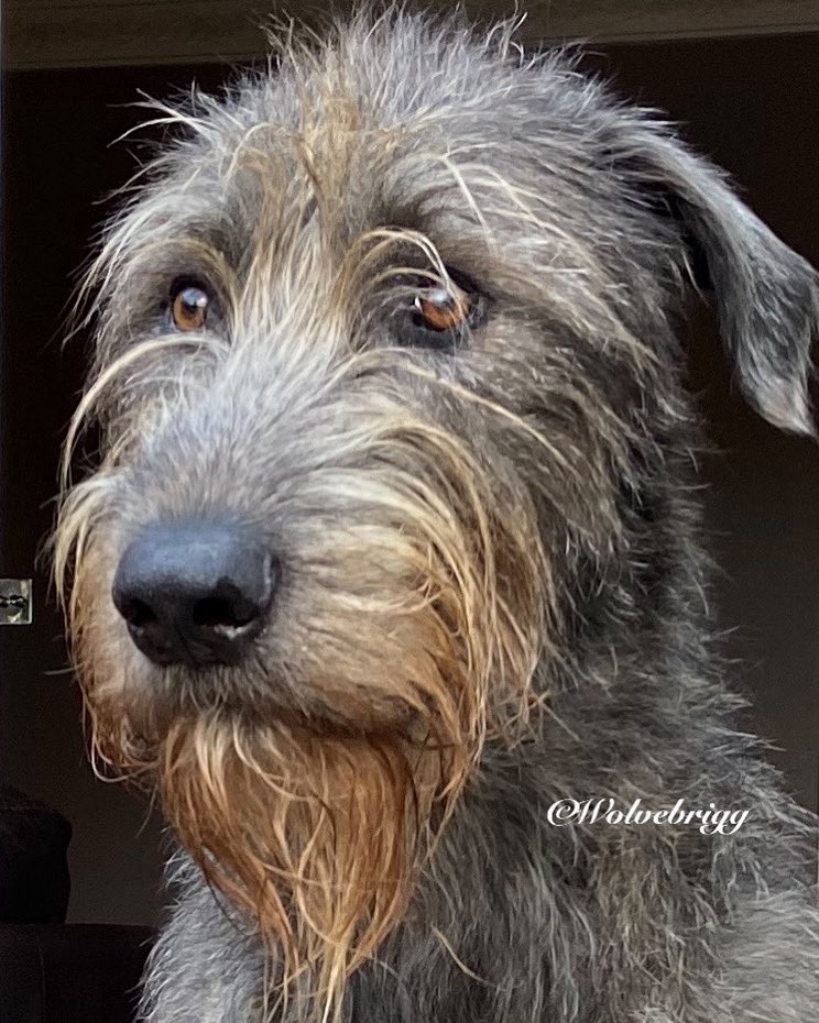 Wolvebrigg Irish Wolfhounds tweet media