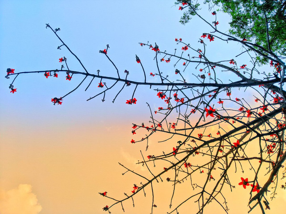 Phonenurd's tweet photo. From the sacred warmth of the fire to the vibrant colors of life. Capturing the spirit of the season in every frame using my Oppo find X9 pro 

#Photography #Holi #SunsetPhotography #MacroShot #Nature #GoldenHour #MobilePhotography #India #ColorsOfIndia
#oppofindx9pro #oppo https://t.co/EiK4kOQr7G