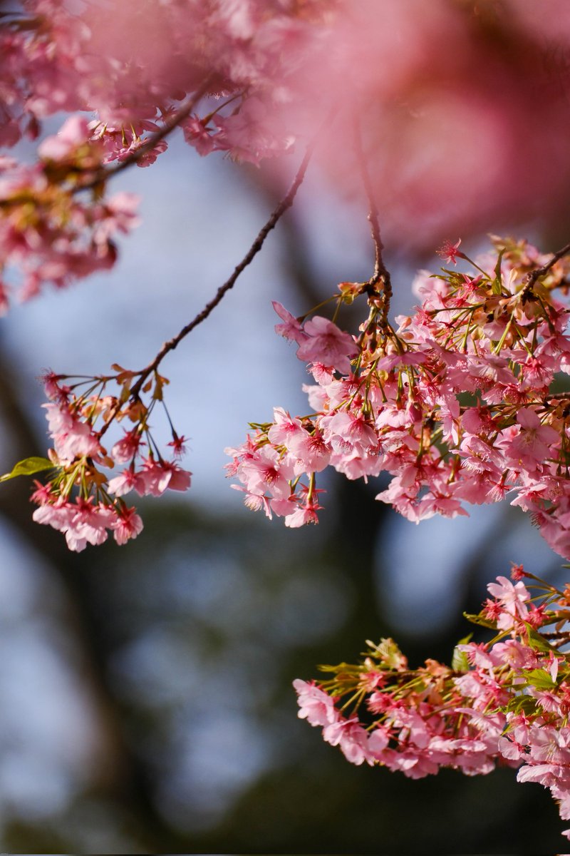 河津桜🌸 shot on #fujifilmXH2 #XH2 #xf70300 FUJIFILM X-H2 + XF70