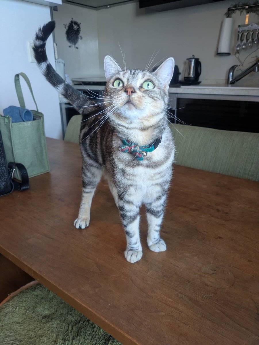 idsupport2024's tweet photo. 今週もお仕事お疲れ様でした🐈
来週からも気温が上がるみたいです。花粉症の方はこの２,３週間つらい日々が続きますが、乗り越えていきましょう( ^)o(^ ) https://t.co/OpAvJ4QKLT