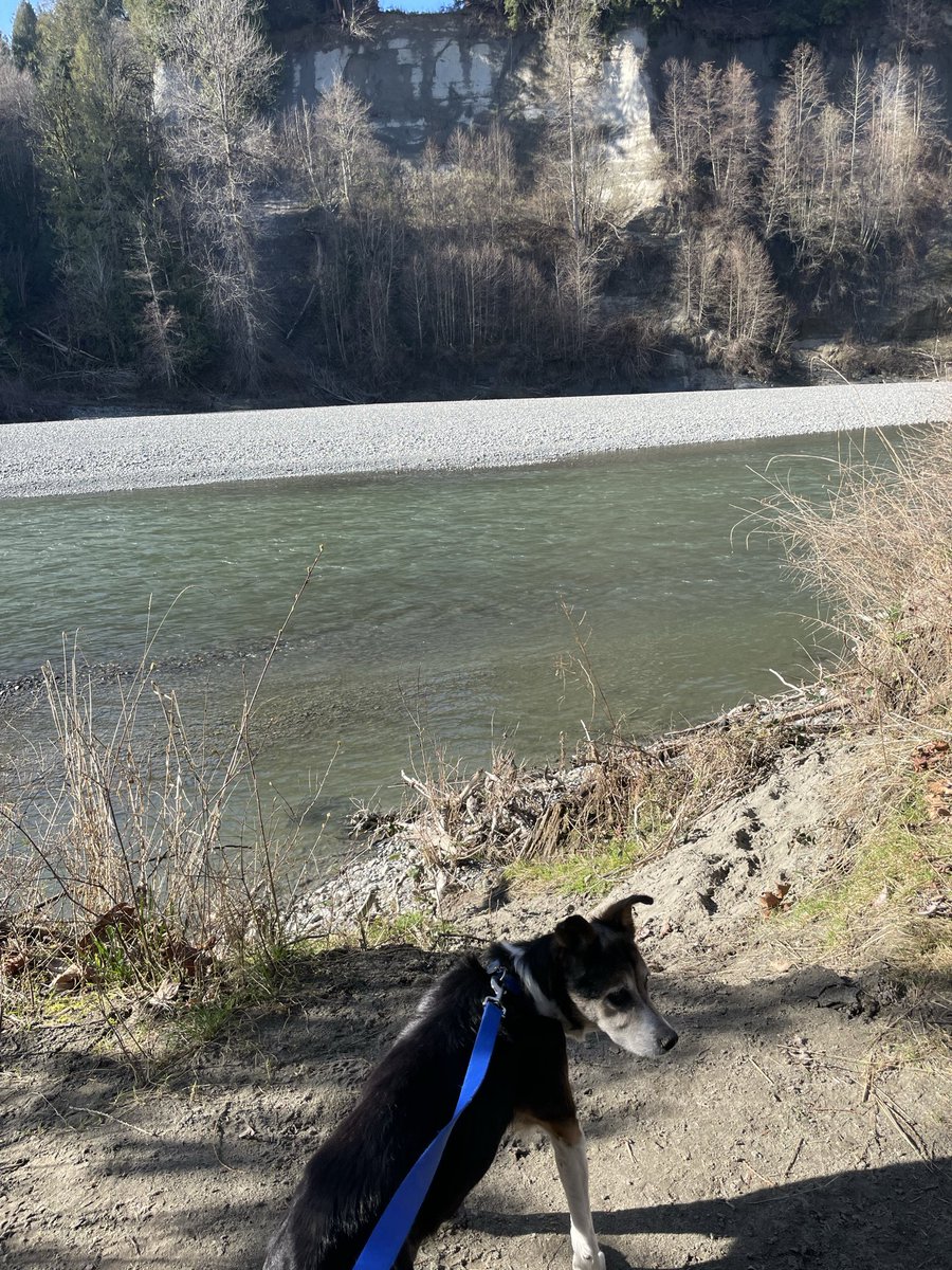 halcyanj's tweet photo. @GovTimWalz This is Macy. She is 15 now and even during her most trying puppy shenanigans I never once thought about hurting her, much less shooting her 🥰 https://t.co/HFUL6vC4Gm