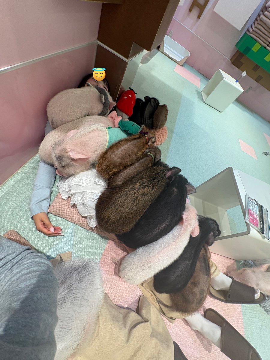 【助けて】コブタたちに親ブタだと思われてて今コレ