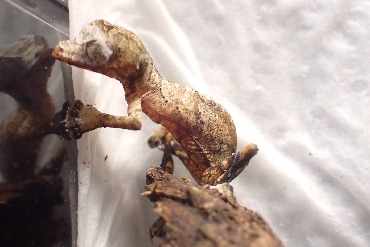 Fantasticゴリオ tweet media