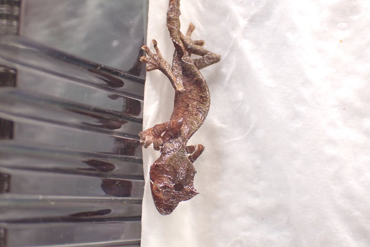 Fantasticゴリオ tweet media