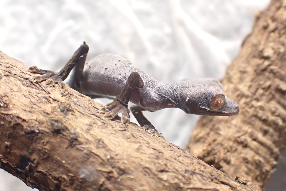 Fantasticゴリオ tweet media