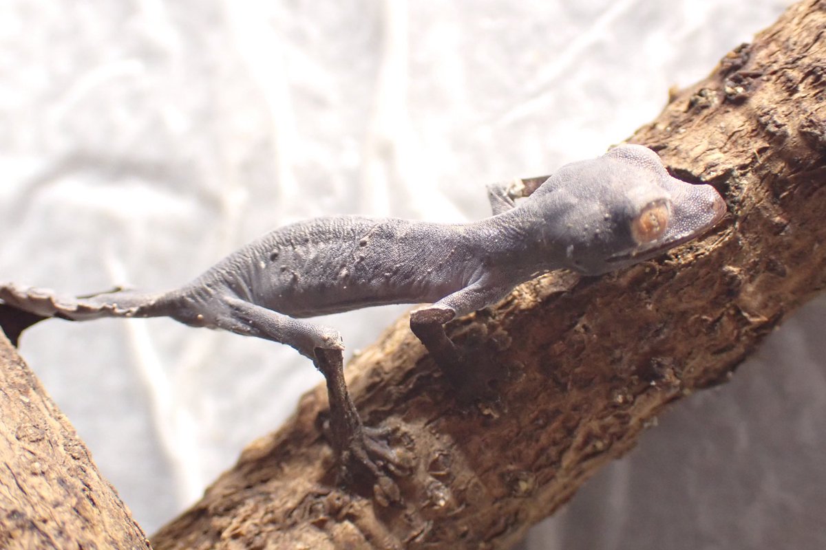 Fantasticゴリオ tweet media