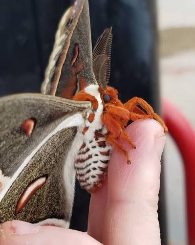 Moth Heaven tweet media