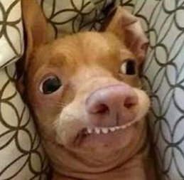 This Is Punk Rock Time tweet media