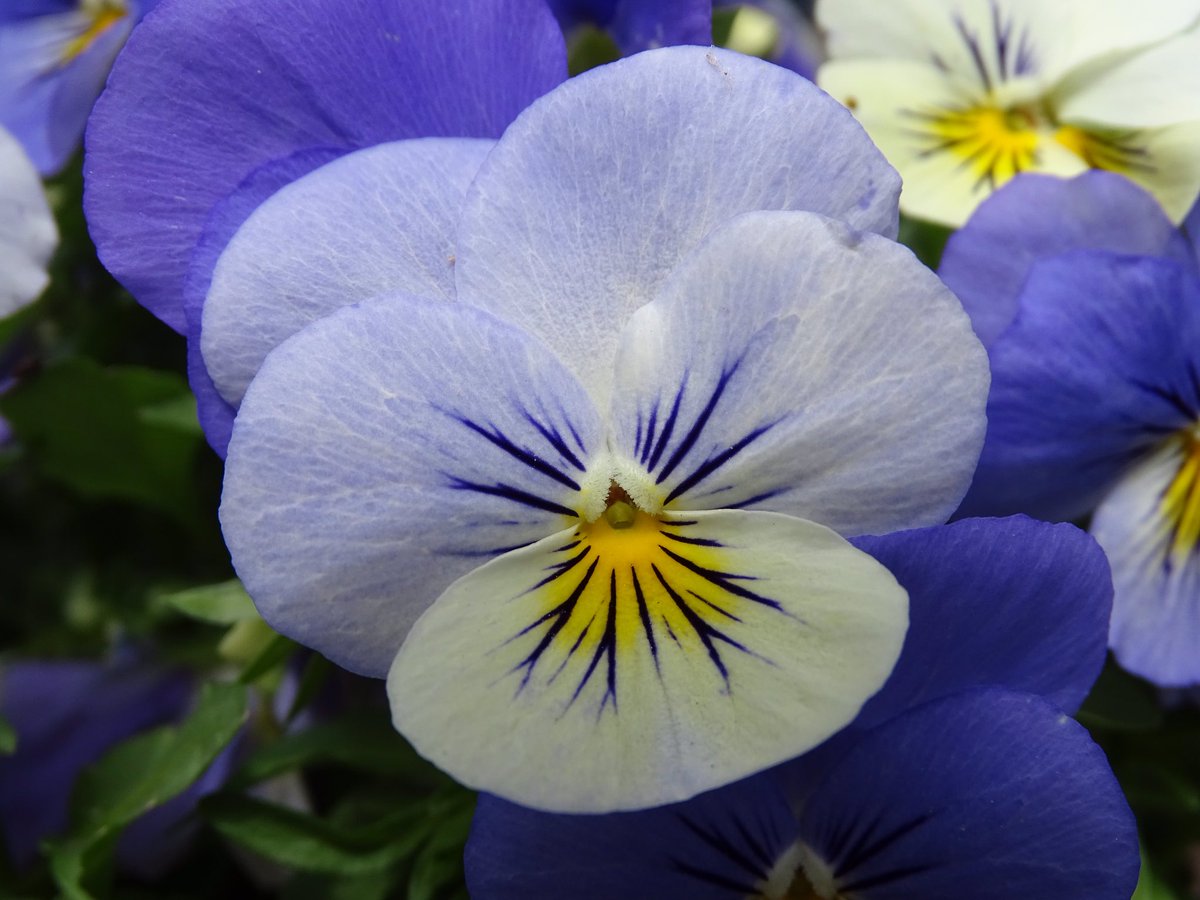 onsan1's tweet image. #ElkeDagEenBloem
#Viooltjes
@wbos54