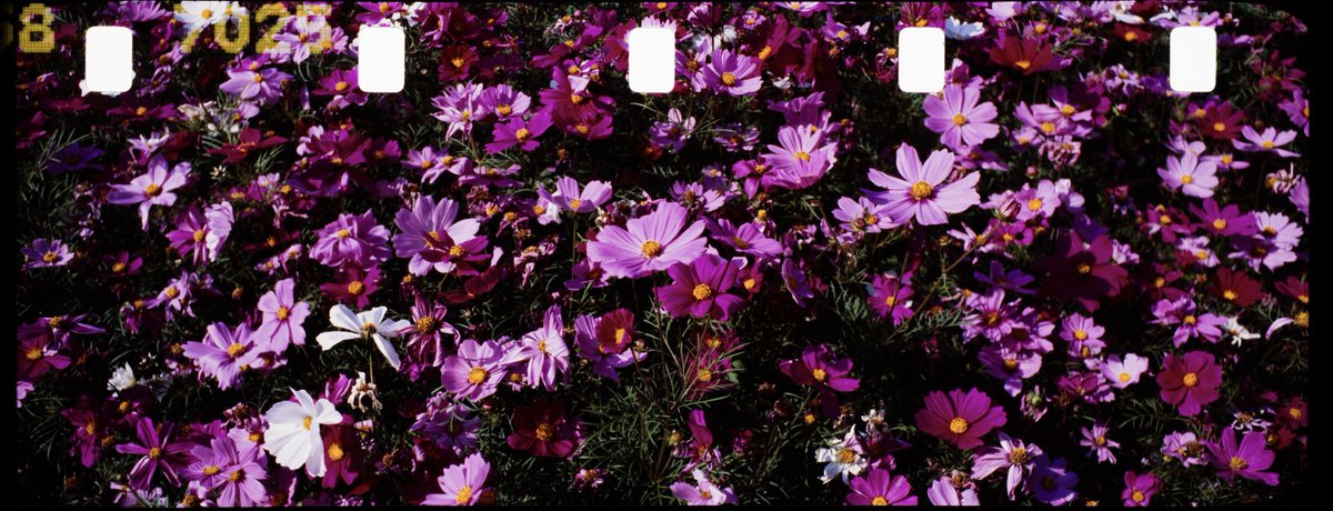 皮断角 tweet media