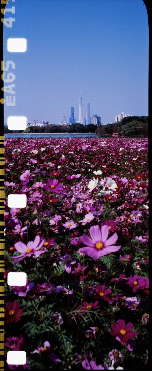 皮断角 tweet media