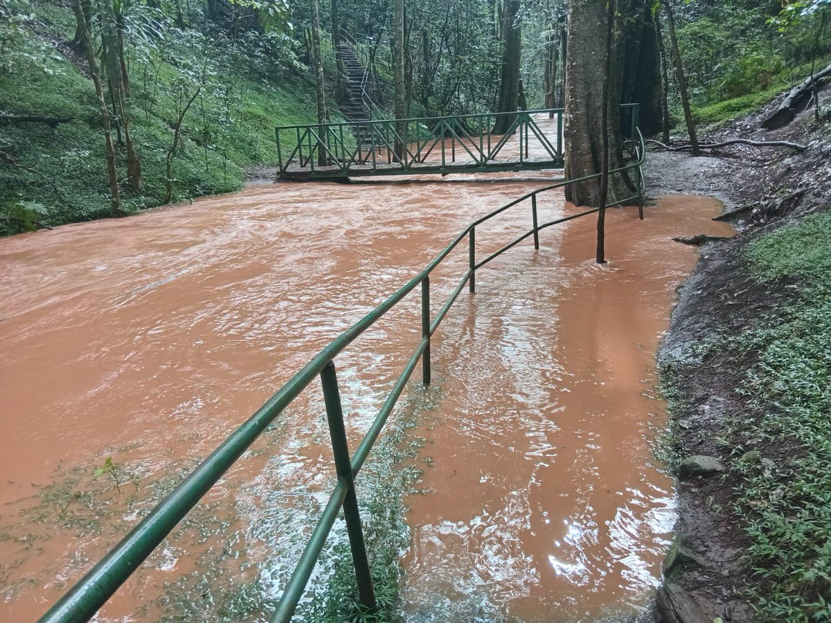 Kenya Forest Service tweet media