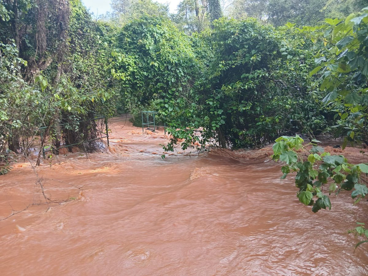 Kenya Forest Service tweet media