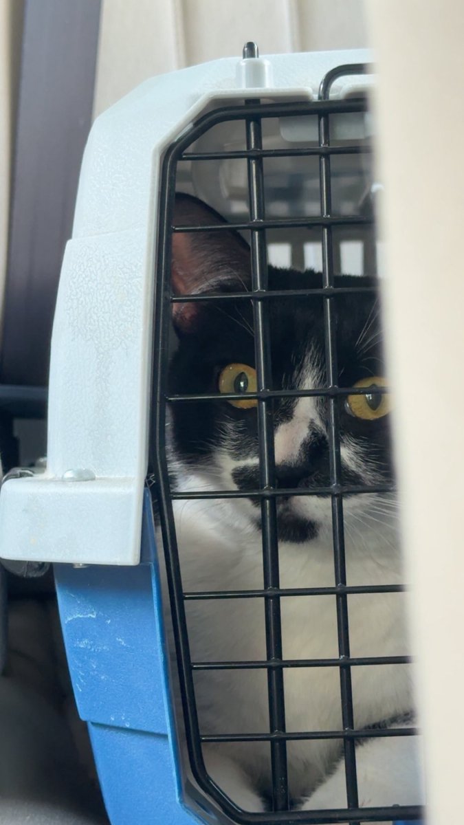 Asem Alshehri tweet media