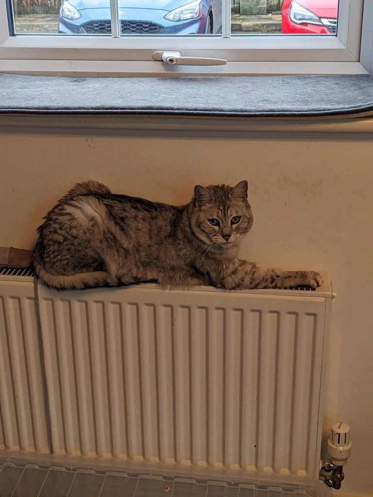 paniaguai's tweet photo. Meet Keeva, a miniature leopard from Cheshire, UK, on Cats on Zoom. A few minutes watching a curious cat is a simple, pleasant break. Book here: https://t.co/9gS9Ps99WB https://t.co/zIdFHA2AD8